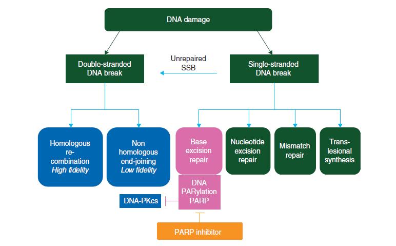 Mecanismos de reparación del ADN Deficiencia de