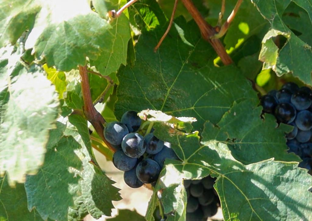 A21 Variedad: Mono variedad syrah Vinificación: Fermentación en depósito de inox durante