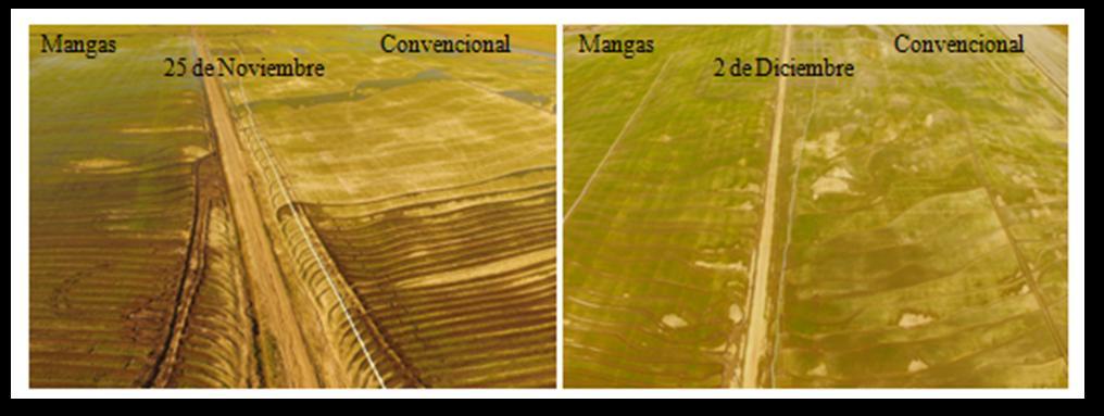 El sistema de riego con mangas permitió regar rápidamente casi la totalidad del área de cultivo a partir del día 2 en un tiempo aproximado de 35 horas.