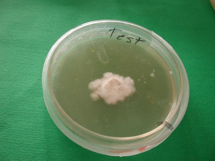 RESULTADOS Y DISCUSION LABORATORIO Fungicidas que inhibieron el crecimiento de hongo