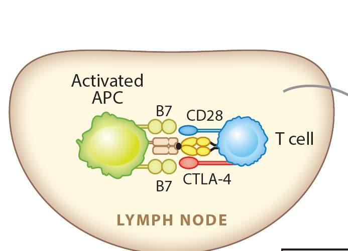 ACTIVACIÓN DE LINFOCITO T-ÓRGANOS LINFOIDES 1. Presentación del Ag al linfocito T (CMH RCT) 2.