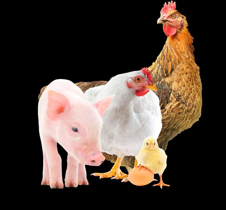 PROTECNO TECNOLOGÍA APLICADA A LA PRODUCCIÓN Somos proveedores de la industria avícola y porcina, abastecemos a los productores de pollo, cerdo, huevo y ofrecemos soluciones para sanidad