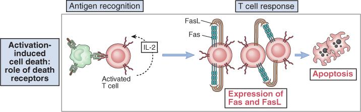 Muerte celular inducida por la activación (apoptosis) Reconocimiento