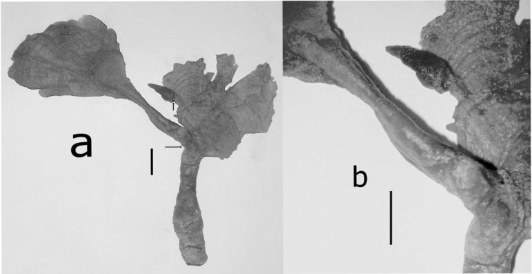 Cabrera, R. et al.:estructuras reproductorasy epífitas del género Avrainvillea en aguas cubanas. Nuevos registros de algas marinas. Fig. 4. Avrainvillea levis Howe.