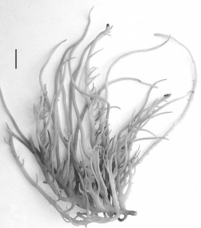 Fig. 5. Hábitos de Rhodogorgon ramosissima. (Escala = 1 cm). ORDEN RHODYMENIALES FAMILIA RHODYMENIACEAE Género Botryocladia (J. Agardh) Kylin 1931 nom. cons. Botryocladia spinulifera W. R. Taylor et I.