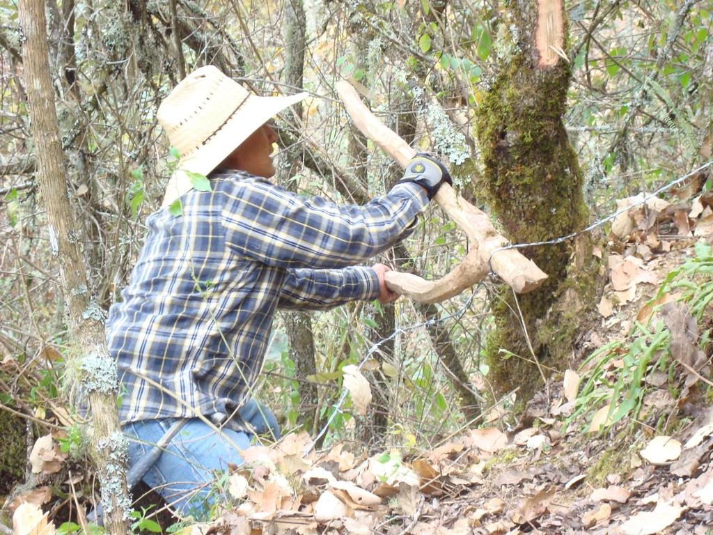 Las empresas forestales comunitarias favorecen