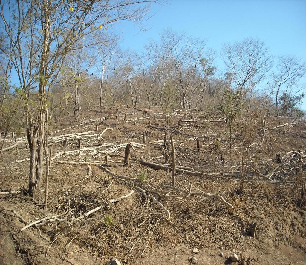 Las políticas para detener la deforestación no arrancan de cero Vedas y concesiones madereras privaron a las comunidades de derechos, a pesar de ser las propietarias