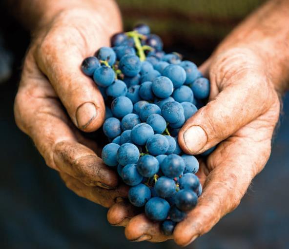 Antecedentes Por qué nace WETWINE? La región SUDOE representa el 25% de la superficie de viñedo europeo.