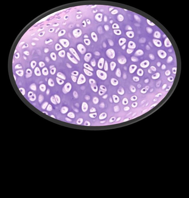 El tejido conectivo es un tejido básico si se puede decir multifuncional, cuyas funciones varían según sus células y los componentes de la sustancia intercelular, lo que le confieren propiedades no
