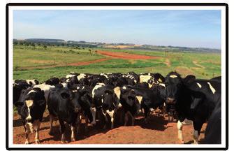 03 Lecheras Alta Producción Lactancia Alta Energía Indicado para vacas lecheras en producción INDICACIÓN DE USO: Este alimento balanceado está indicado para vacas lecheras en periodo de producción,
