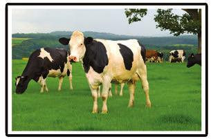 Respecto al manejo se deben separar vacas de diferente producción por lo menos en tres grupos y separar vacas primíparas de las de mayor número de pariciones debido a