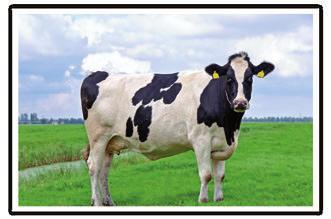 09 Vacas Secas Gestación Indicado para vacas secas en gestación desde el secado hasta 3 semanas antes del parto PRESENTACIÓN: En forma de pellets, en bolsas de 40 Kg.