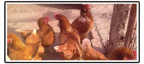 02 PONEDORAS CRECIMIENTO Alimento balanceado completo indicado para gallinas ponedoras en la etapa de crecimiento INDICACIÓN DE USO: Es un alimento balanceado completo indicado para gallinas
