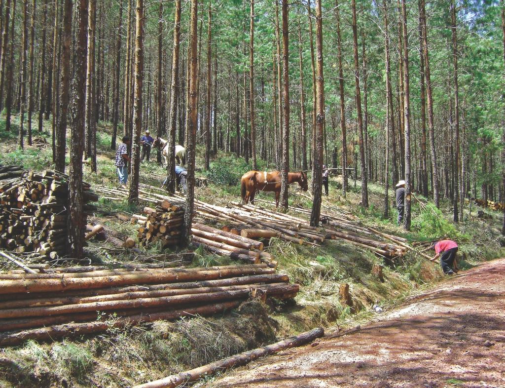 Agosto Bosque en donde se aplican tratamientos silvícolas como parte de su aprovechamiento