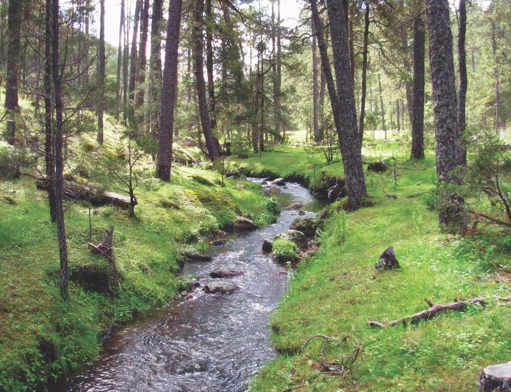 Julio Ecosistema ribereño es hábitat de una gran cantidad de especies.