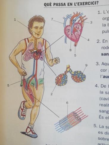 La Resistència i els aparells cardiovascular i respiratori - El recorregut de l oxigen Què passa en l exercici? (2) 6. Les artèries es van dividint de manera massiva fins als capil lars sanguinis.