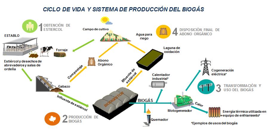 considerando cuatro etapas de su ciclo de vida: 1. Obtención del estiércol 2. Producción de Biogás 3. Transformación y uso del biogás 4. Disposición final del abono orgánico Figura 1.