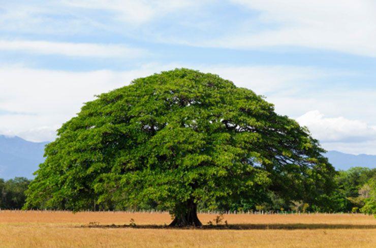 d. El árbol de Guanacaste: árbol nacional Fuente: Figura#5. (2012). Turismo Costa Rica.
