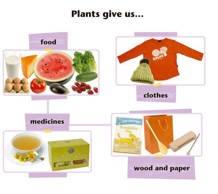 - Lo que las plantas necesitan para vivir.