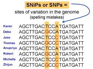 Tipos de variación: SNPs En un principio podríamos usar diferentes tipos de variación para detectar las diferencias entre poblaciones o grupos (sanos/enfermos) pero el análisis genético se basa