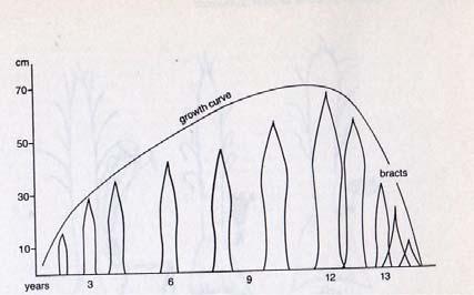 figura 5.2.5 Variación del crecimiento ontológico de la hoja de agave. (Gentry, 1982) También, si se llega a presentar la oportunidad, se puede hacer análisis botánico de la inflorescencia.