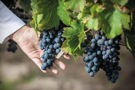 EXPRESION DEL TERROIR Desde el inicio biodinámicos Bajo la guía de Mario Toso, pionero en la viticultura biodinámica en