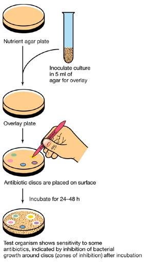 Antibiograma por difusión (Técnica de Kirby-Bauer) Es el método más usado Es práctico y sencillo de realizar e implementar Permite analizar