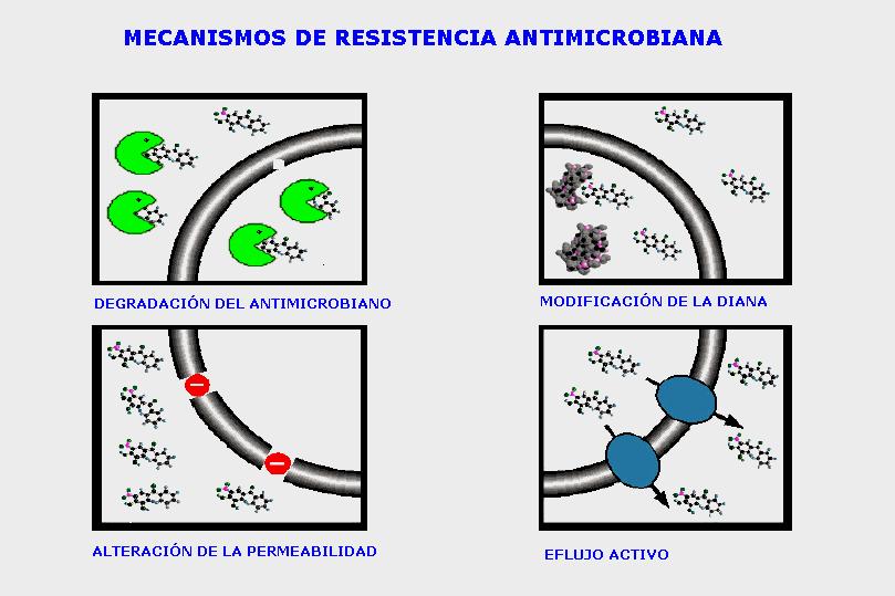 MECANISMOS BIOQUÍMICOS DE RESISTENCIA 1. Inactivación enzimática 2.