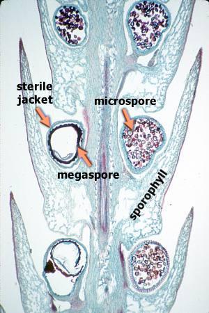 Una especie heteroespórica es aquella que produce dos tipos de esporas