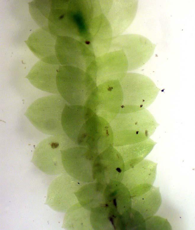 de hojas más pequeñas, en este caso en el lado dorsal (las hepáticas