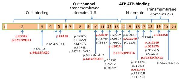 GEN ATP7B Cromosoma 13 (13q14.