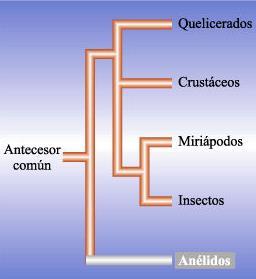 Phylum Arthropoda quelicerados- mandibulados acuáticos-