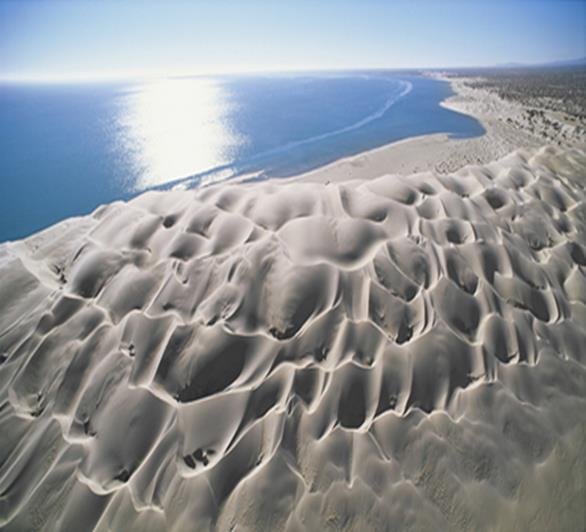 Campos de dunas transgresivas Pueden abarcar varios kilómetros tierra adentro Transgreden