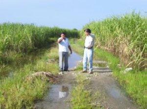 El IMTA desarrolla módulos demostrativos de drenaje agrícola Controlar los excesos de humedad es esencial para la producción agrícola en el sureste mexicano.