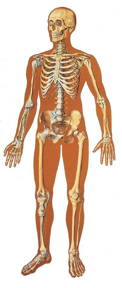Así como los humanos tenemos un esqueleto que define nuestra forma las