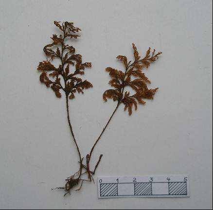 Figura 1: Hymenophyllum