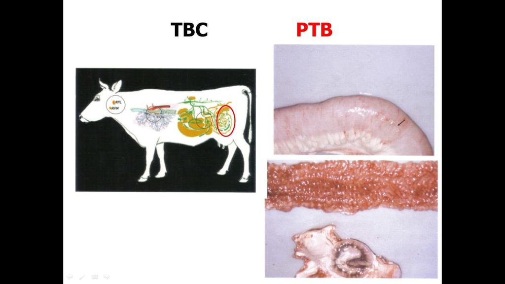 El ganado bovino tuberculoso como fuente de infección Período de latencia entre infección y eliminación de M.