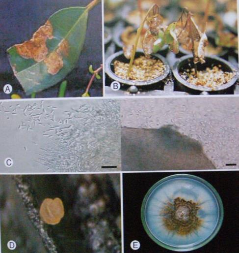 Mancha de Hainesia Hainesia lythri (Discohainesia lythri) Causa lesiones foliares color café claro.
