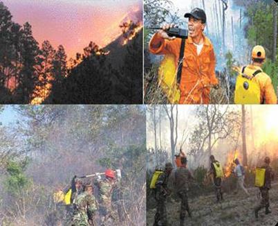 LUCHA CONTRA LA DEFORESTACIÓN Los Incendios Forestales