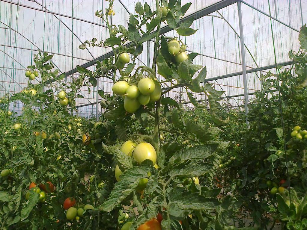 Resultados en Tomate rojo o Jitomate Prueba realizada en tomate en Miacatlan Morelos, cuando el cultiv o