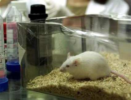 Animales: Son aquellos provenientes de animales de experimentación, inoculados con microorganismos
