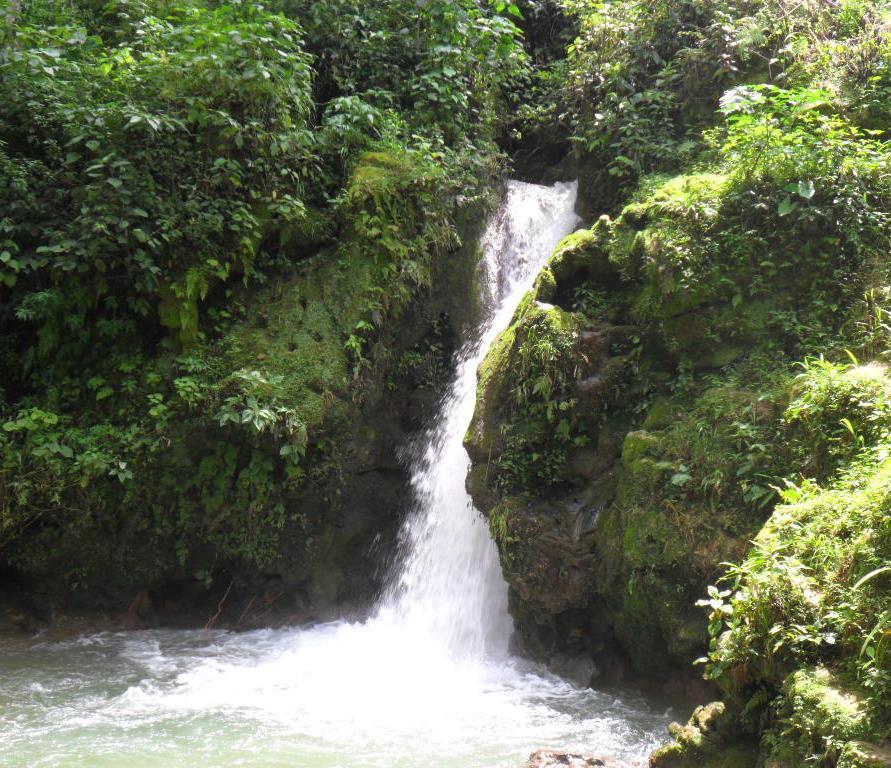 Riqueza florística de áreas naturales protegidas y regiones afines a la zona de estudio Área Natural Número de especies Fuente Selva Baja Caducifolia de la Depresión Central de Chiapas
