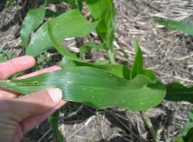 Genotipos evaluados: El maíz con medidas de bioseguridad incluye en total once cultivares de maíz para producción de grano en tres ensayos.