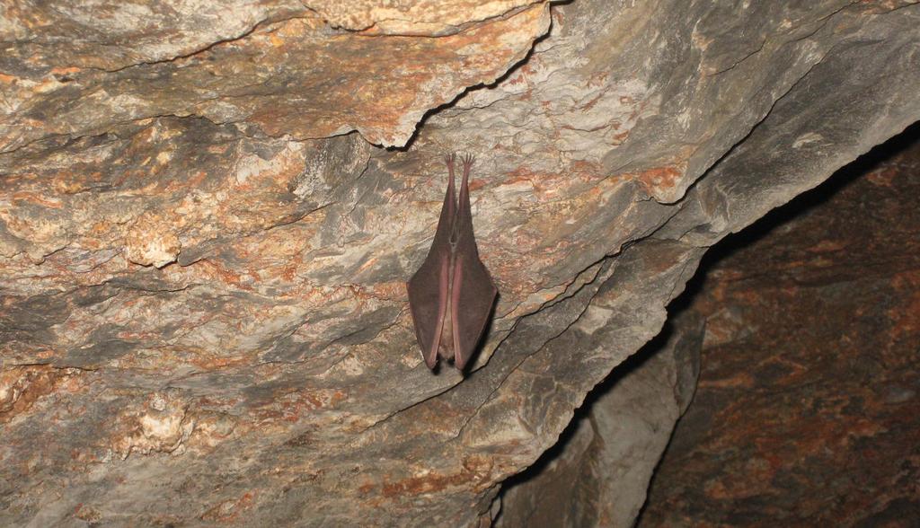 Flora y fauna La importancia de los murciélagos Además de las especies señaladas para El Tello, en este paraje destaca la presencia de murciélagos, que tienen su