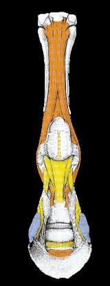 Cápsula articular: Es gruesa y amplia en la parte dorsal, Es delgada y estrecha en el resto de la articulación. Ligamentos: Ligamento Colateral lateral. Ligamento. Colateral medial.