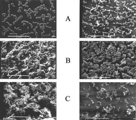 La formación del biofilm es rápida Formación de biofilms de L. monocytogenes a 37 C sobre acero inoxidable (izq.) y PTFE (Politetrafluoroetileno) (der.) a las 6 h (A), 2 días (B) y 7 días (C).