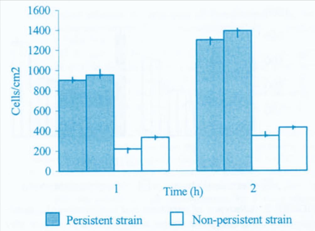 Adherencia de Listeria persistente Lundén et. al (2000). https://helda.helsinki.