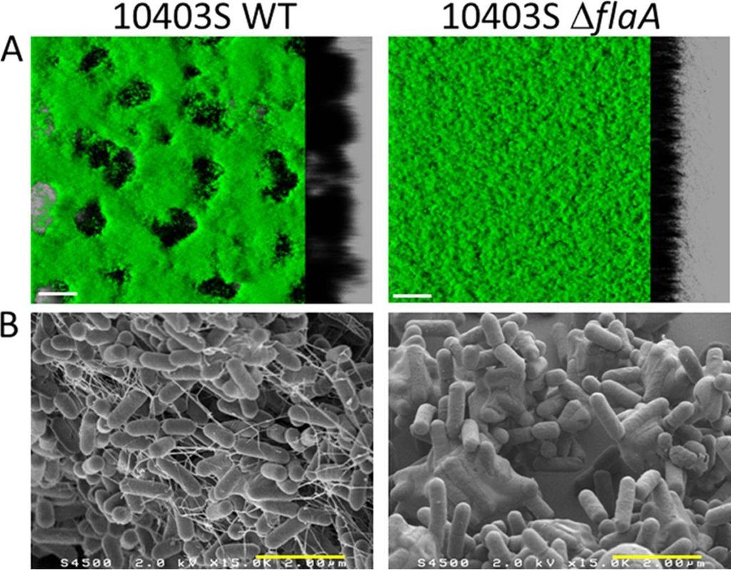 Visualización del problema Microscopic observations of the biofilms formed by the motile L. monocytogenes 10403S WT strain and its isogenic nonmotile 10403S ΔflaA mutant.