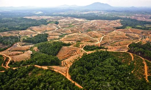 Texto argumentativo La Deforestación La deforestación o la tala de árboles se genera por las actividades humanas en el que se destruye la superficie forestal.