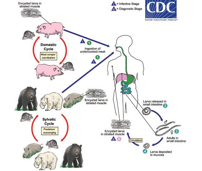 Figura 1. Ciclo de vida de Trichinella spp. Tomado de: Center for Disease Control and Prevention (http://www.cdc.gov/dpdx/trichinellosis/index.html). Las enfermedades generadas por Trichinella spp.